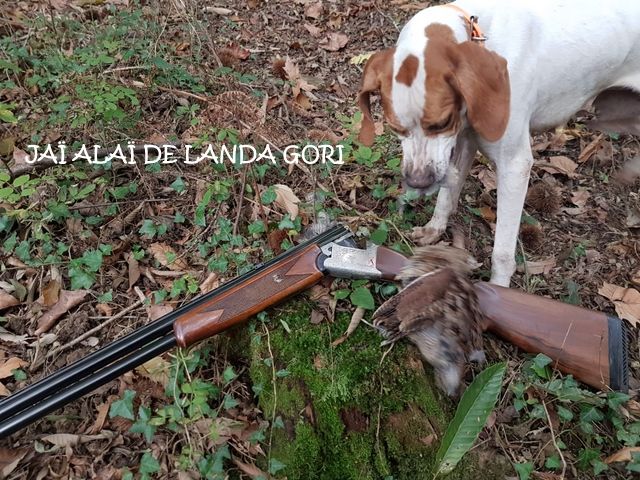 de landa gori - JAÏ ALAÏ DE LANDA GORI : Chasse à la bécasse ..!