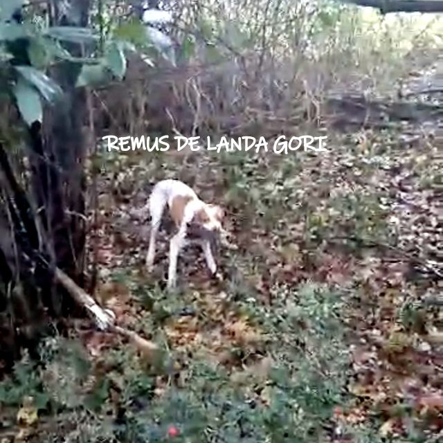 de landa gori - REMUS DE LANDA GORI :Chasse la bécasse LANDES !