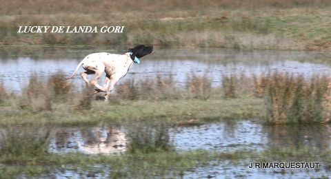 de landa gori - LUCKY DE LANDA GORI : Training bécassines !!!