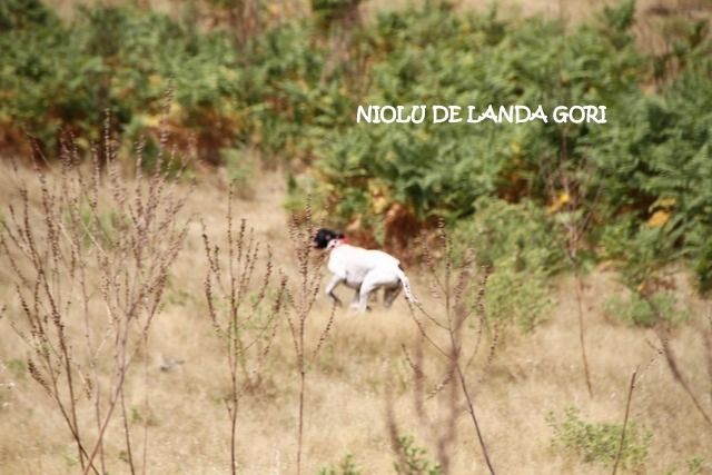 de landa gori - NIOLU DE LANDA GORI ; Vainqueur du"MANDRIOLO" CORSE: cl Tri !