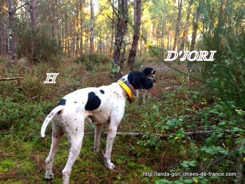 de landa gori - D'JORI et H DE LANDA GORI....Chasse à la bécasse !