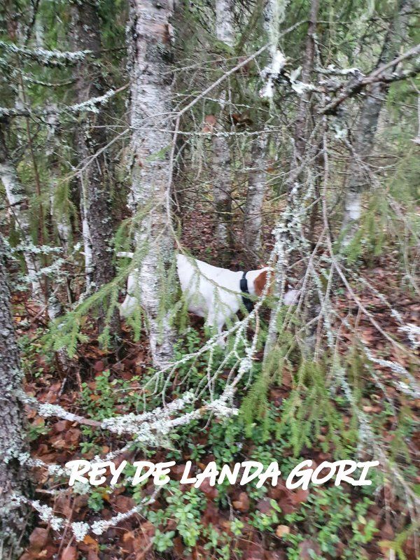 de landa gori - REY DE LANDA GORI :Chasse le Téras Lyre 1 NORVEGE !