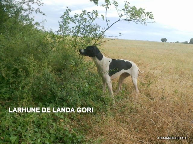 de landa gori - LARHUNE DE LANDA GORI...Arrêt caille !!!