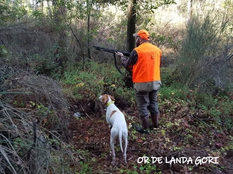 de landa gori - OR DE LANDA GORI :Chasse la bécasse LIBAN !