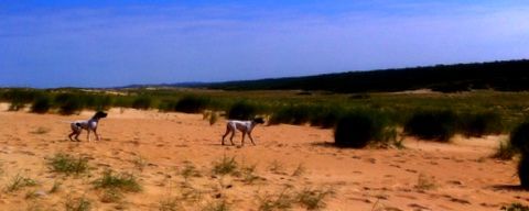 de landa gori - IBAR et HEGO DE LANDA GORI...Training !!