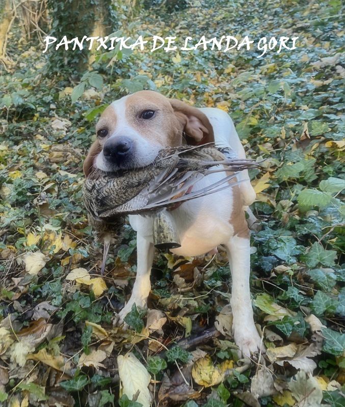 de landa gori - PANTXIKA DE LANDA GORI :Chasse labécasse :PAS DE CALAIS 