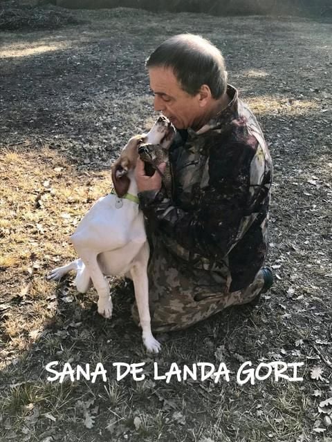 de landa gori - SANA DE LANDA GORI 6mois Chasse bécasse ALPES MARITIMES !