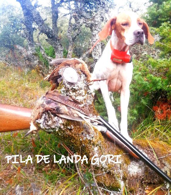 de landa gori - PILA DE LANDA GORI ;Chasse bécasse ESPAGNE PAYS BASQUE !