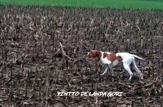 de landa gori - PINTTO DE LANDA GORI ;chasse perdreaux gris en BELGIQUE !