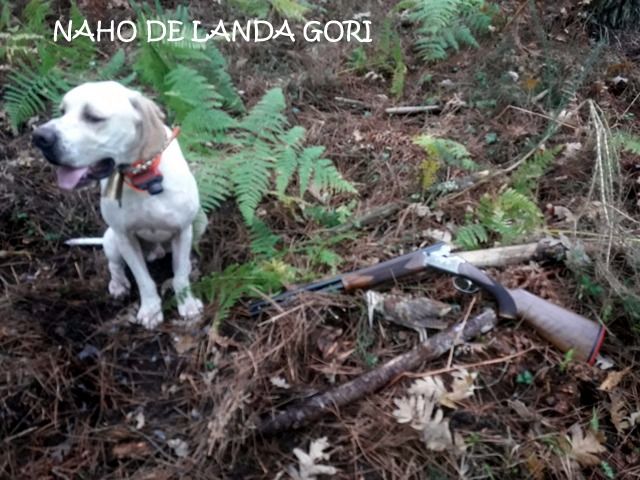 de landa gori - NAHO DE LANDA GORI (13 mois) 1er  bécasse LANDES !