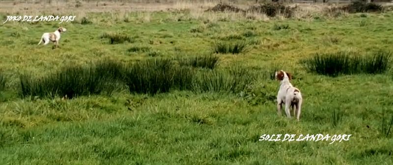 de landa gori - JOKO et SOLE DE LANDA GORI/Entraînement bécassines !