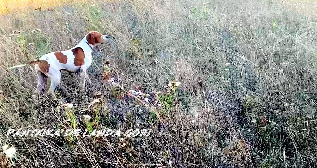 de landa gori - PANTXIKA DE LANDA GORI :Chasse perdreaux rouges LUBERON