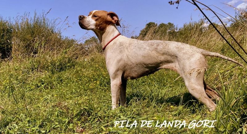 de landa gori - PILA DE LANDA GORI ;Entraînement perdreaux montagnes Cantabriques !