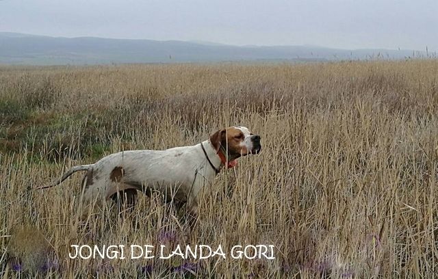 de landa gori - JONGI DE LANDA GORI :Chasse bécassines en BRETAGNE !