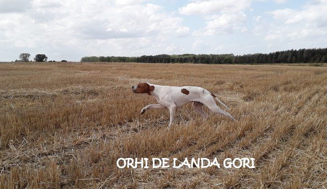 de landa gori - ORHI DE LANDA GORI ; Entraînement sur perdreaux gris NORD !