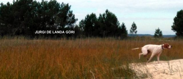 de landa gori - JURGI DE LANDA GORI :Chasse aux bécassines !!!