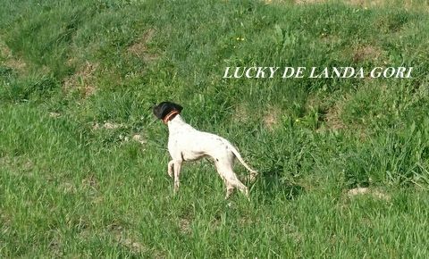 de landa gori - LUCKY DE LANDA GORI :Training perdreaux !!!