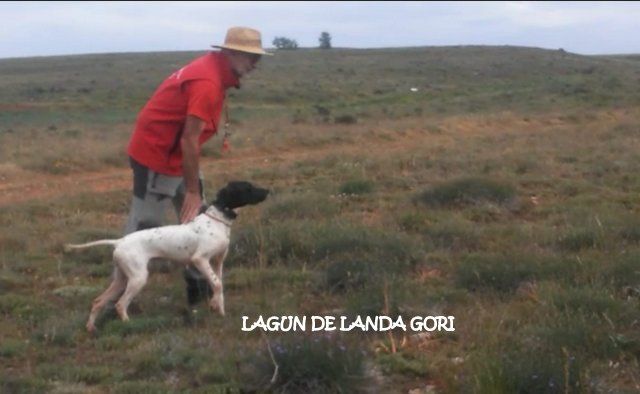 de landa gori - LAGUN DE LANDA GORI :Entraînement cailles en montagne 