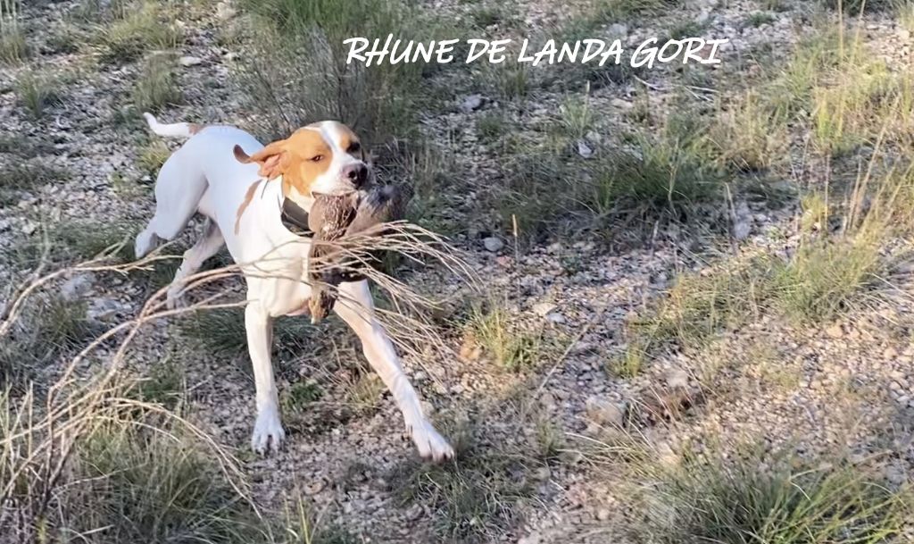 de landa gori - RHUNE DE LANDA GORI ; ouverture SUD/PERDREAUX