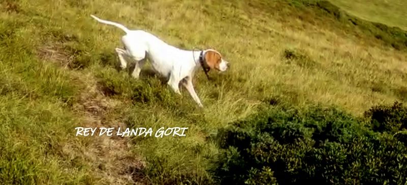 de landa gori - REY DE LANDA GORI :Entraînement perdreaux montagne Pyrenées !