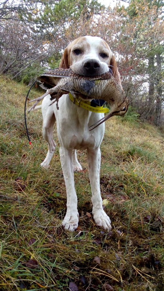 de landa gori - HEGI DE LANDA GORI : Chasse la bécasse en montagne ..!