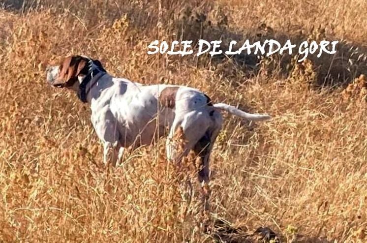 de landa gori - SOLE DE LANDA /Entraînement sur compagnie de rouges/Espagne