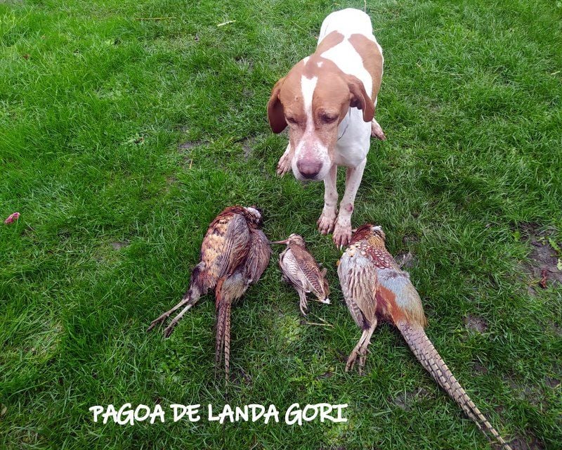 de landa gori - PAGOA DE LANDA GORI ;Chasse la bécasse et faisan sauvages NORD !