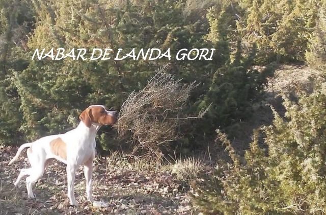 de landa gori - NABAR DE LANDA GORI :Chasse la bécasse PAYS BASQUES NORD !