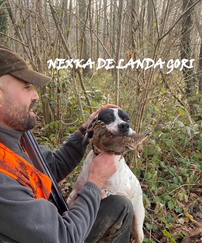 de landa gori - NEXKA DE LANDA GORI/Chasse la bécasse/AISNE