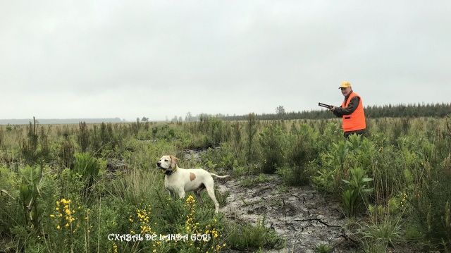 de landa gori - C'XABAL DE LANDA GORI ..CHASSE .!!Retraite dorée  !