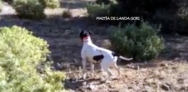 de landa gori - MAÏTIA DE LANDA GORI Chasse entraînement perdreaux Espagne