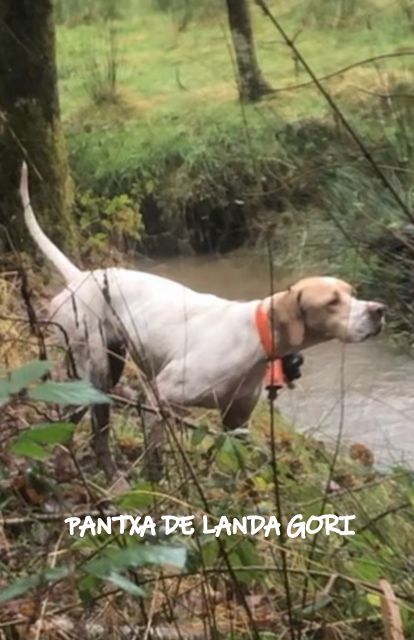 de landa gori - PANTXA DE LANDA GORI :Chasse la bécasse montagnes PYRENEES 