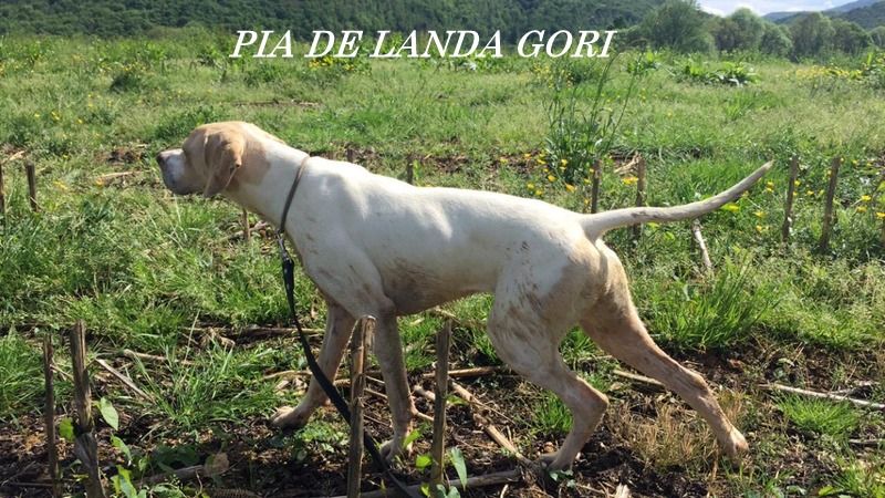 de landa gori - PÏA DE LANDA GORI :Entraïnement SAGESSE ;;;§