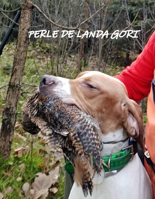 de landa gori - PERLE DE LANDA GORI ; Chasse la bécasse en LITUANIE !