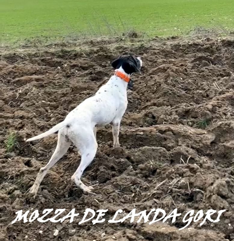 de landa gori - MOZZA DE LANDA GORI/Entraînement perdreaux PAS DE CALAIS !