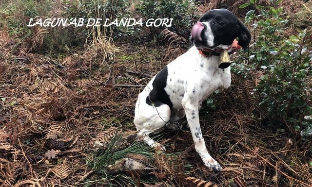 de landa gori - LAGUN AB DE LANDA GORI ;Chasse la bécasse SUD LANDES PAYS BASQUES !