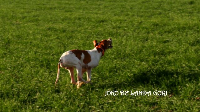 de landa gori - JOKO DE LANDA GORI TRIALER PRINTEMPS ESPAGNE .!