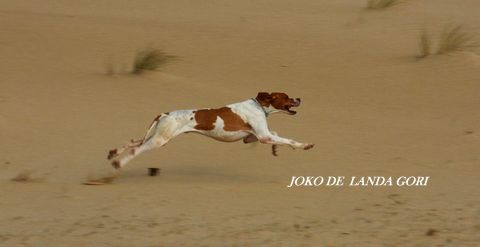 de landa gori - JOKO DE LANDA GORI training printemps !!! 2