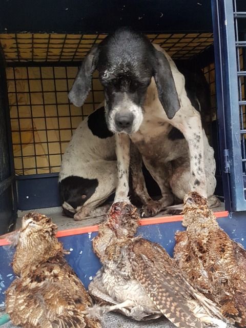 de landa gori - INDI et LAGUN AB DE LANDA GORI :Chasse bécasses Montagnes BASQUES !!