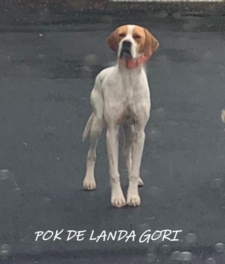 de landa gori - POK DE LANDA GORI : LOIRE !