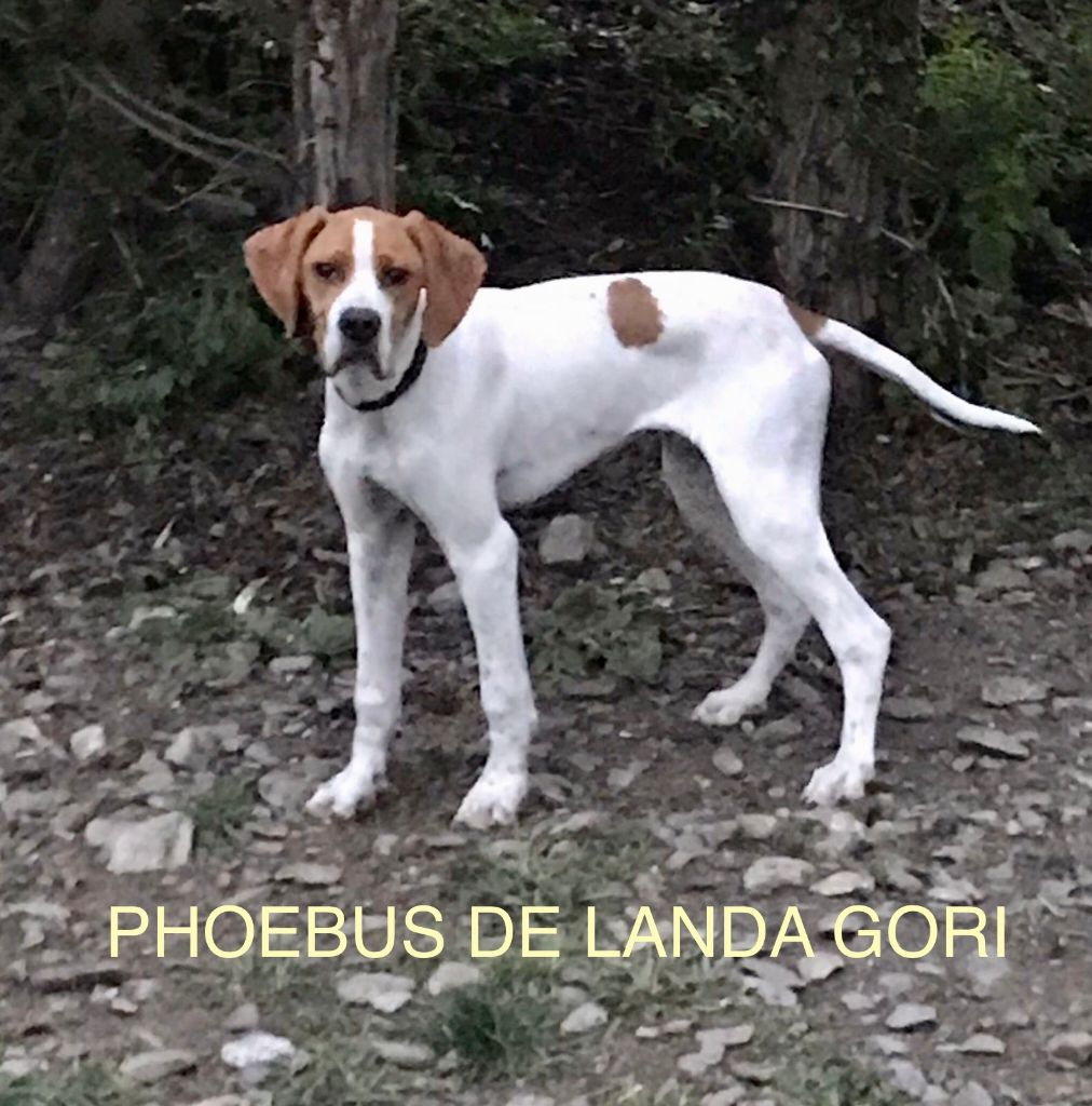 de landa gori - PHOEBUS DE LANDA GORI : PYRENEES !