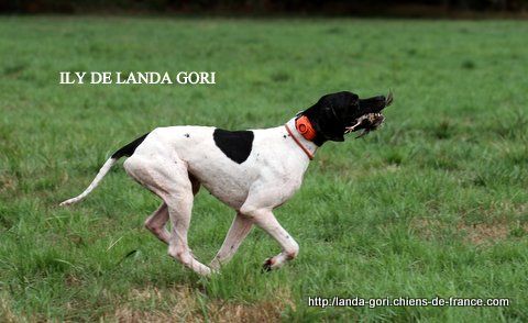 de landa gori - ILY DE LANDA GORI..Chasse à la caille !!