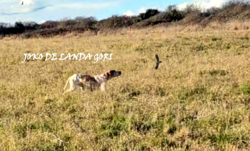 de landa gori - JOKO DE LANDA GORI/Chasse la bécassine !