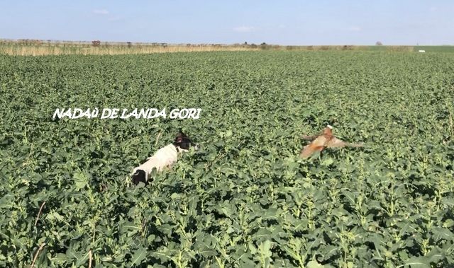 de landa gori - NADAù DE LANDA GORI :Entraînement faisan sauvage NORD !!