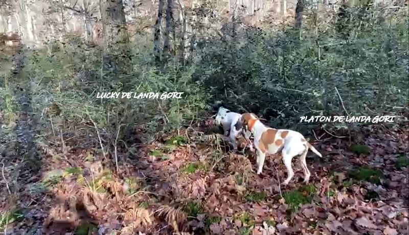 de landa gori - LOKI et PLATON DE LANDA GORI :Chasse la bécasse PUY DE DOME