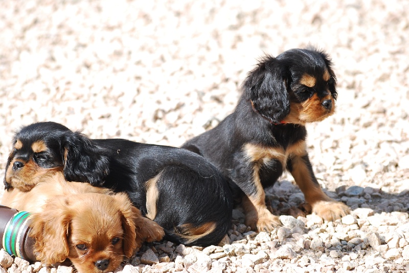 des p'tits filous du roy - Cavalier King Charles Spaniel - Portée née le 16/05/2012