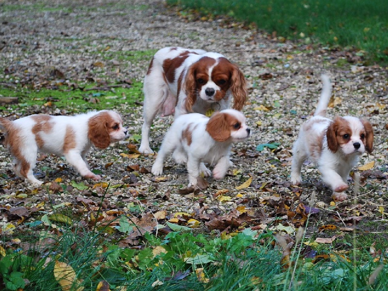 des p'tits filous du roy - Cavalier King Charles Spaniel - Portée née le 21/09/2013