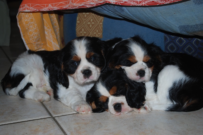 des p'tits filous du roy - Cavalier King Charles Spaniel - Portée née le 15/07/2010