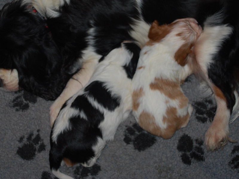 des p'tits filous du roy - Cavalier King Charles Spaniel - Portée née le 18/12/2013