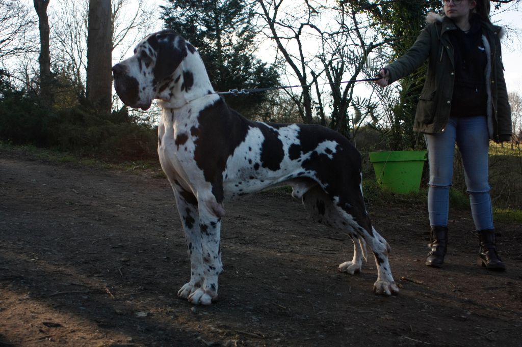 de Montbreuil - Etalon disponible pour saillies